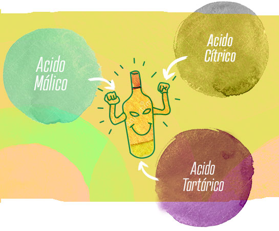 Por qué es importante la acidez en los vinos